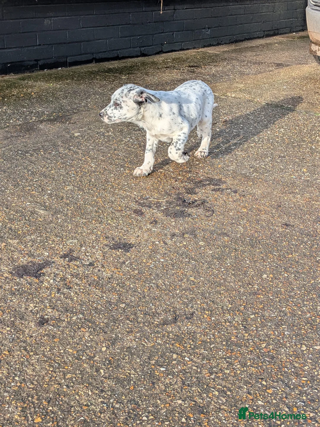 Mixed Breed dogs for sale: Beautiful Collie x Dalmatian Puppies - Advert 26