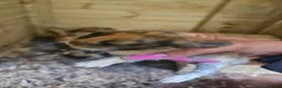 Continental Giant rabbits for sale: Beautiful continental giant babies  - Advert 1