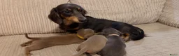 Miniature Dachshund dogs for sale: Adorable Miniature Dachshund Puppies - Advert 1