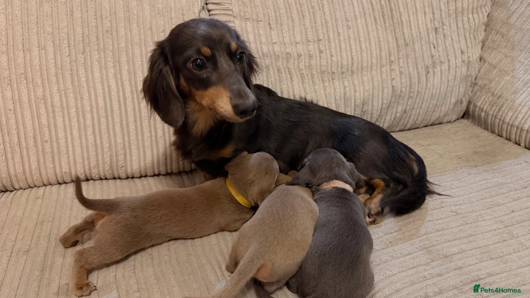 Miniature Dachshund dogs for sale: Adorable Miniature Dachshund Puppies - Advert 1