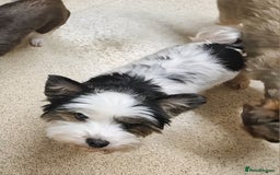 Yorkshire Terrier dogs for sale: 🩷 DNA TESTED 🩷 Biewer female  - Image 3