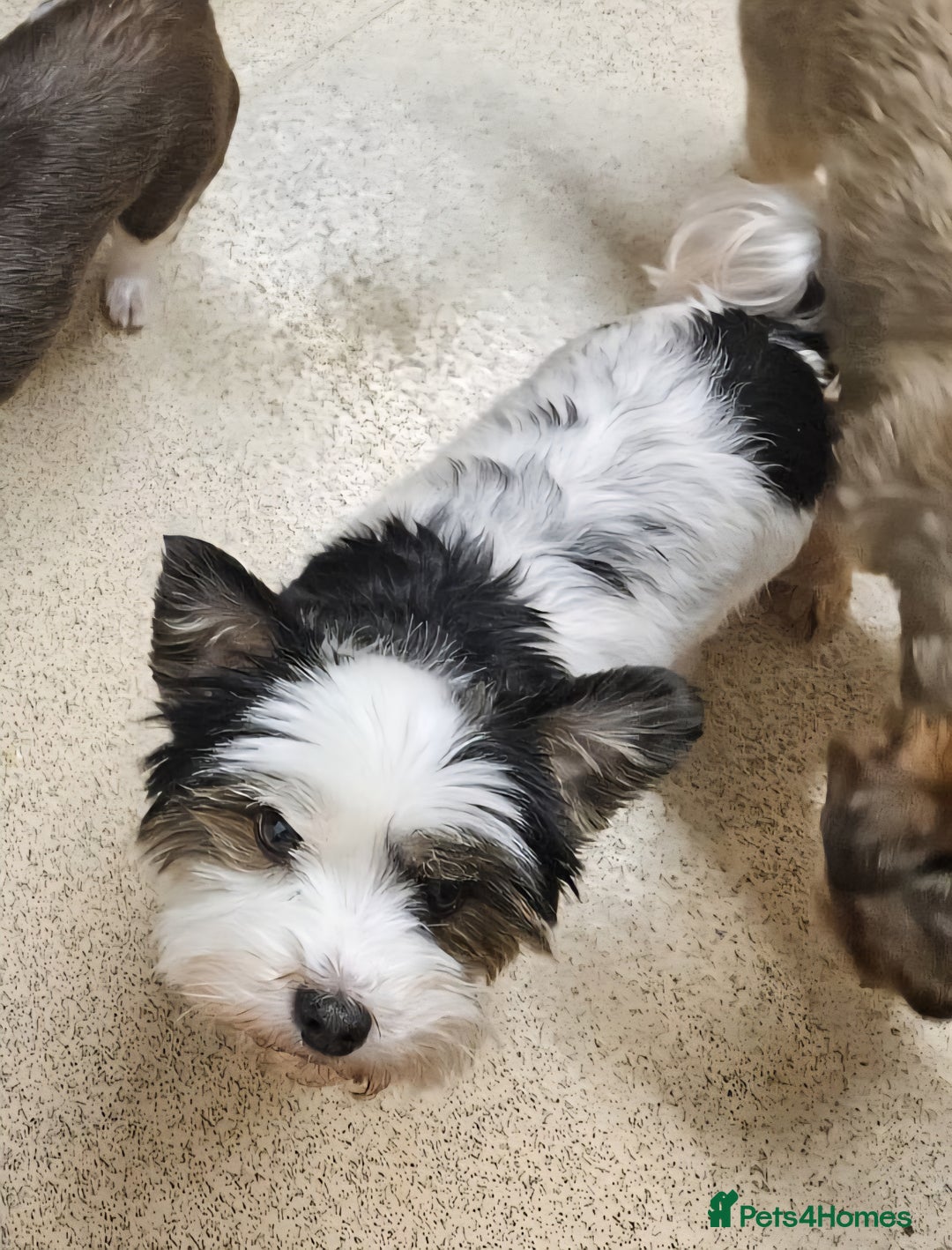 Yorkshire Terrier dogs for sale: 🩷 DNA TESTED 🩷 Biewer female  - Image 3
