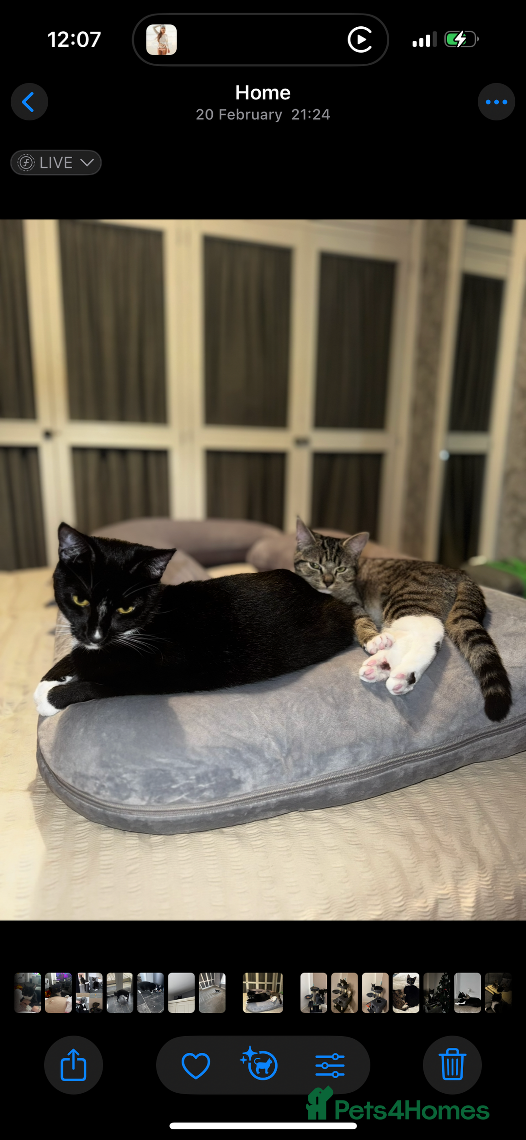 Mixed Breed cats for sale: Rehome for cats  - Image 4