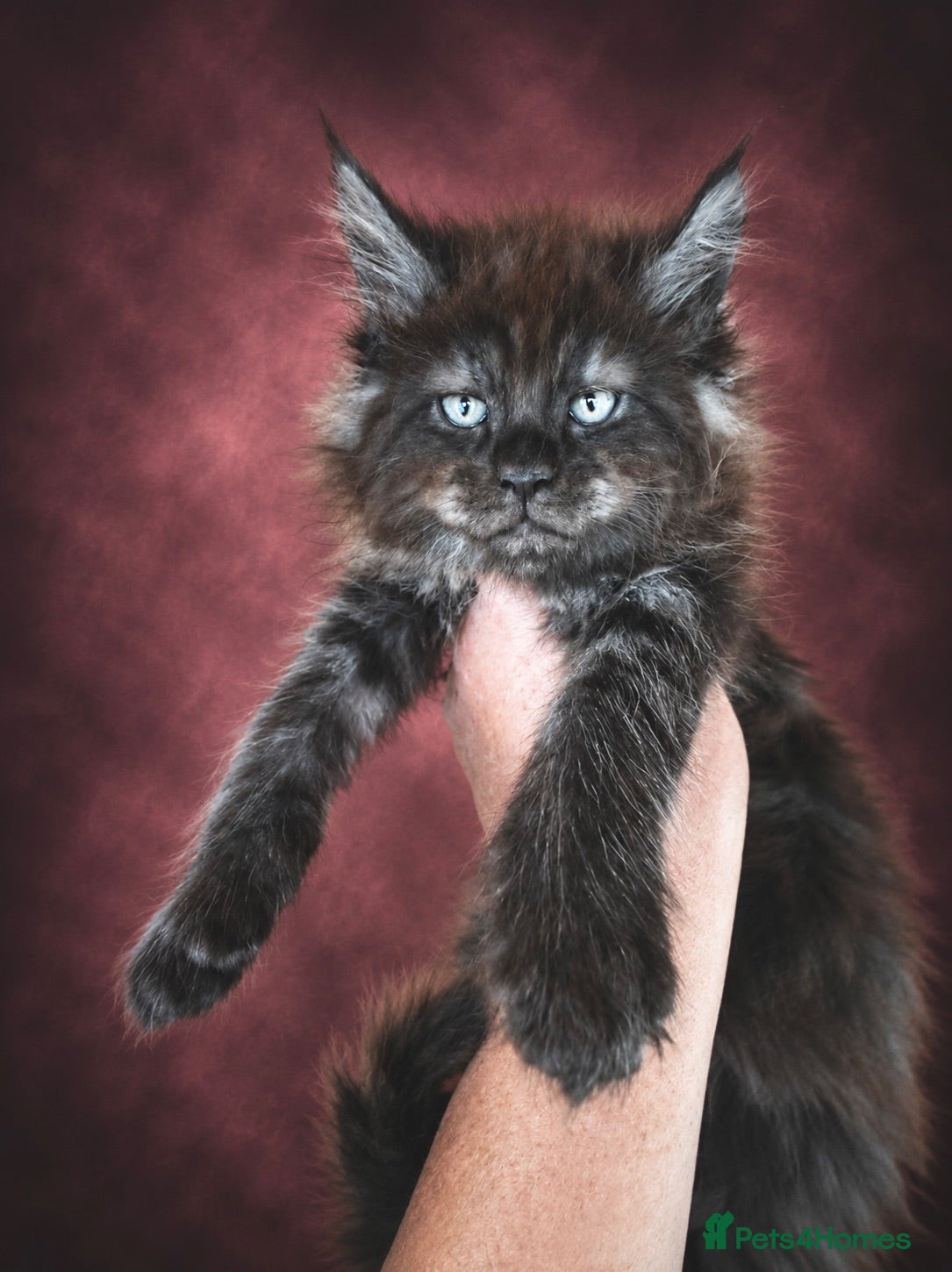 Maine Coon cats Anderpride kittens have arrived 📣.  - Advert 2