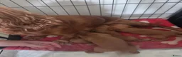 Cocker Spaniel dogs for sale: Working cocker spaniel puppies red - Advert 6