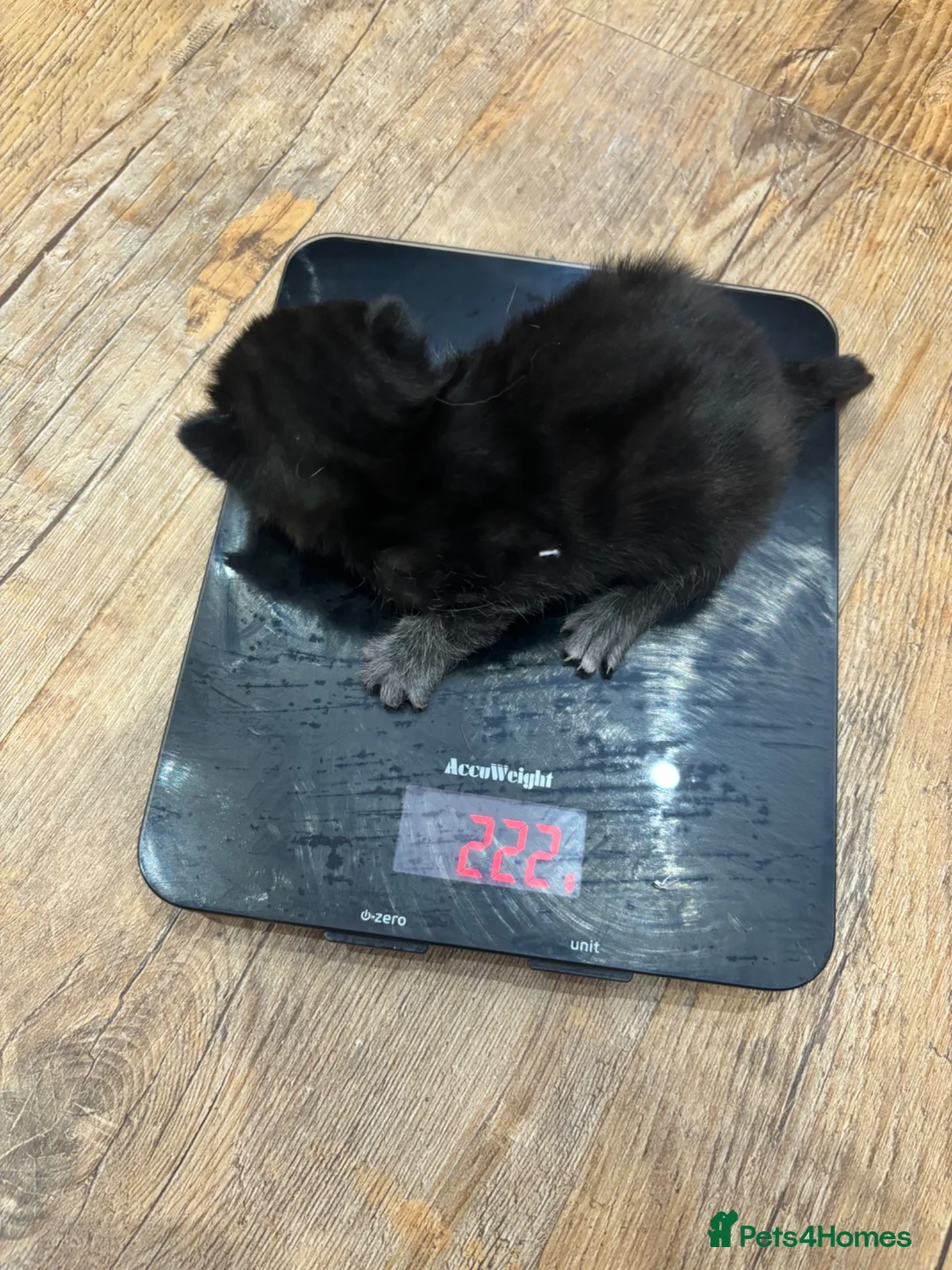 Mixed Breed cats for sale: My gorgeous girl Luna and her babies  - Advert 2