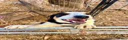 Mixed Breed dogs for sale: 3 Playful Border Collie x Jack Russell Pups  - Advert 2