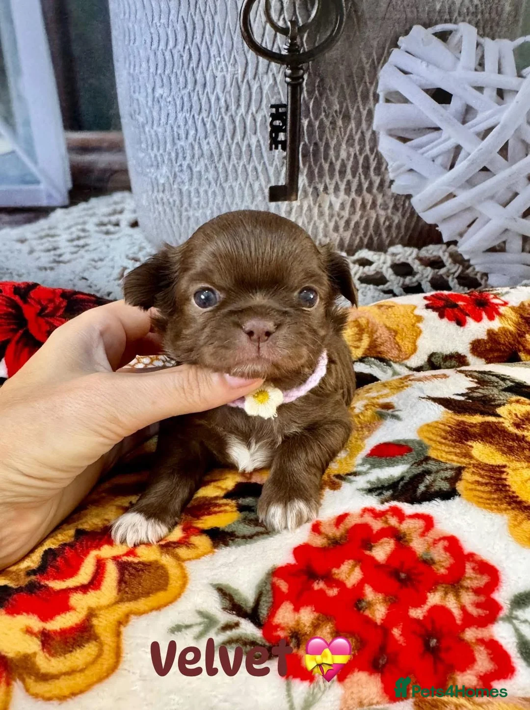 Chihuahua dogs for sale: 🤎 Exotic KC LC chocolate chihuahuas 🤎 - Advert 1