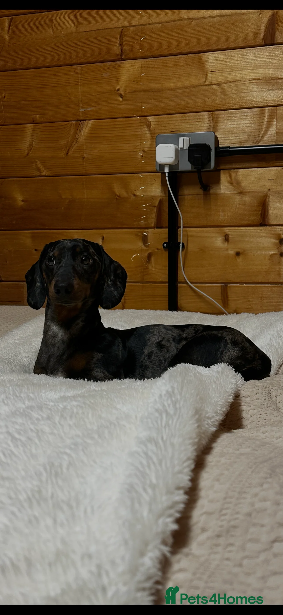 Dachshund dogs for stud: Smooth haired Dachshund Stud Gorgeous Coat - Advert 3