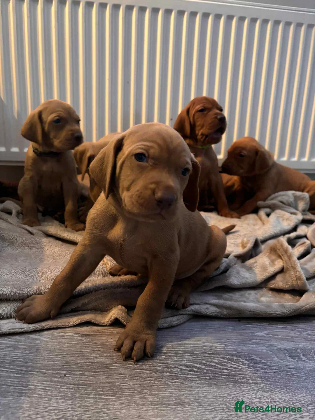 Hungarian Vizsla dogs for sale: Hungarian Vizsla puppies  - Advert 2
