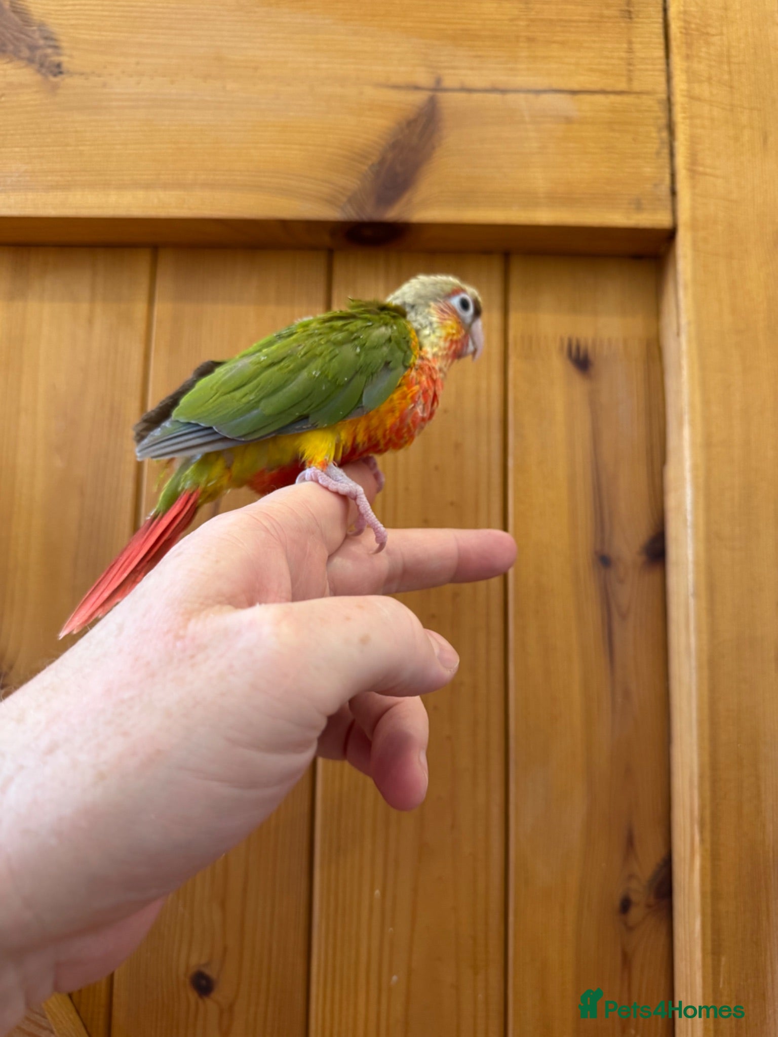 Conures birds Super Tame Parrot Conure Babies For Sale - Advert 2
