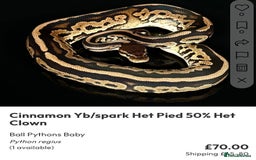 Python Snake reptiles for sale: Royal pythons  - Image 38