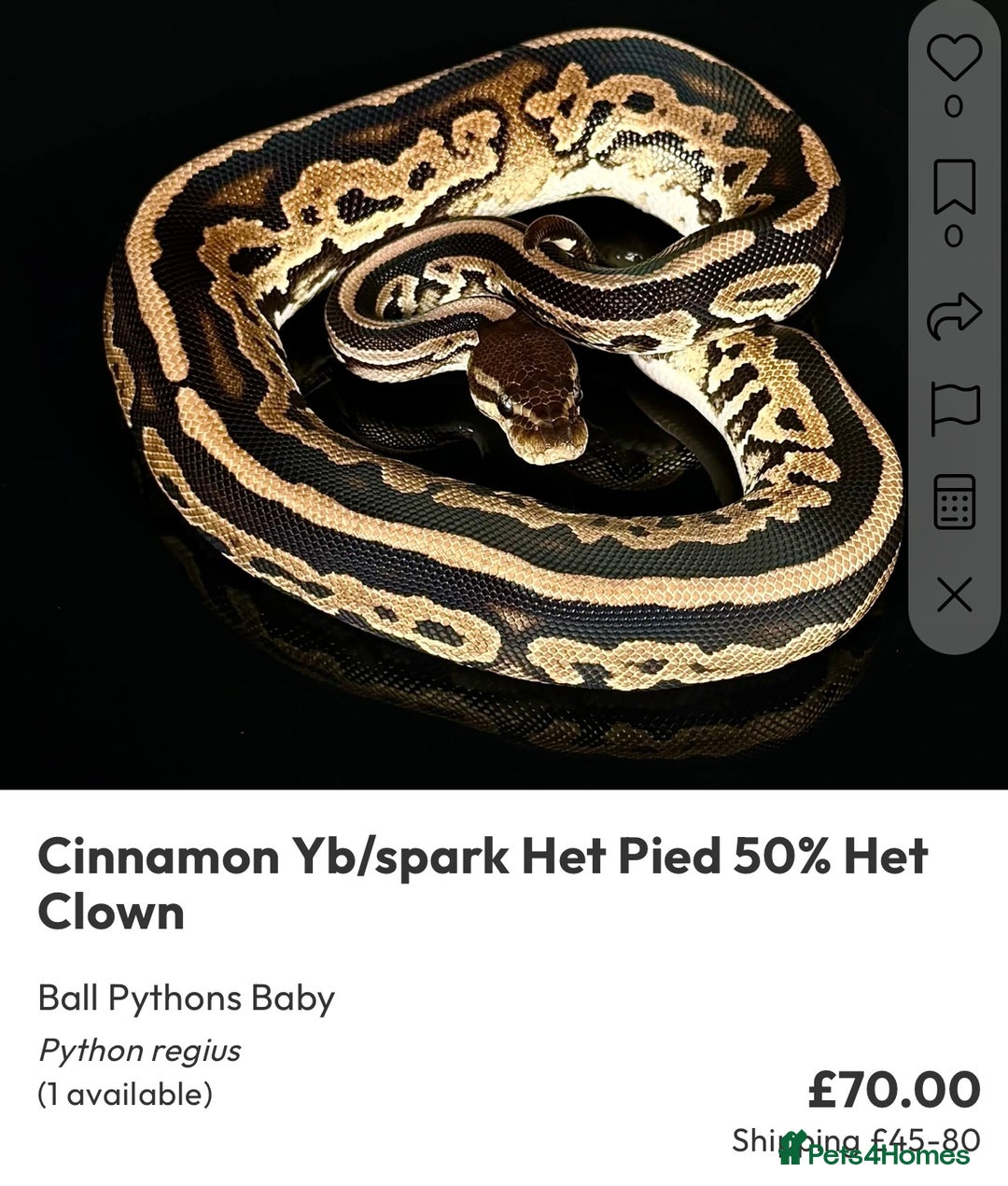 Python Snake reptiles for sale: Royal pythons  - Image 38