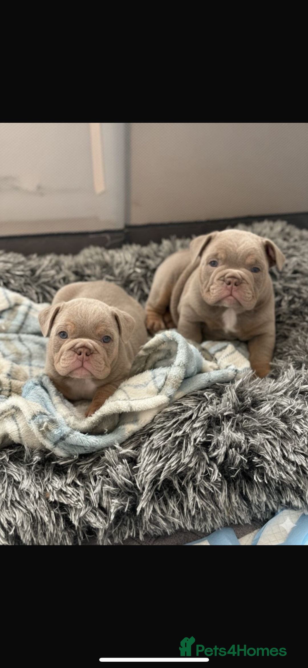 English Bulldog dogs for sale: Fully Suited Lilac & Tan boys  - Image 16