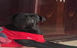 Cane Corso dogs for sale: Pure Cane Corso’s 🐶 - Advert 15