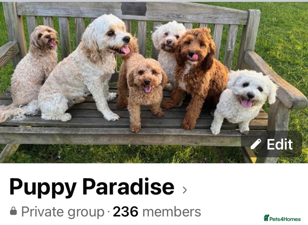 Toy Poodle dogs for stud: Toy Poodle KC - Stud and  fully health tested  - Advert 16