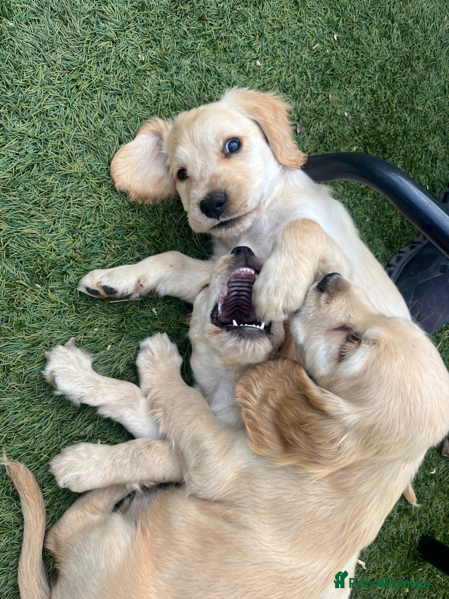 Cocker Spaniel dogs Ready to leave! Beautiful cocker spaniels  - Advert 4
