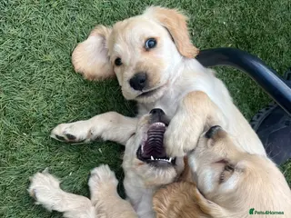 Cocker Spaniel dogs Ready to leave! Beautiful cocker spaniels - Advert 16
