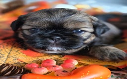 Shih Tzu dogs for sale: Shih tzu puppies - Image 4