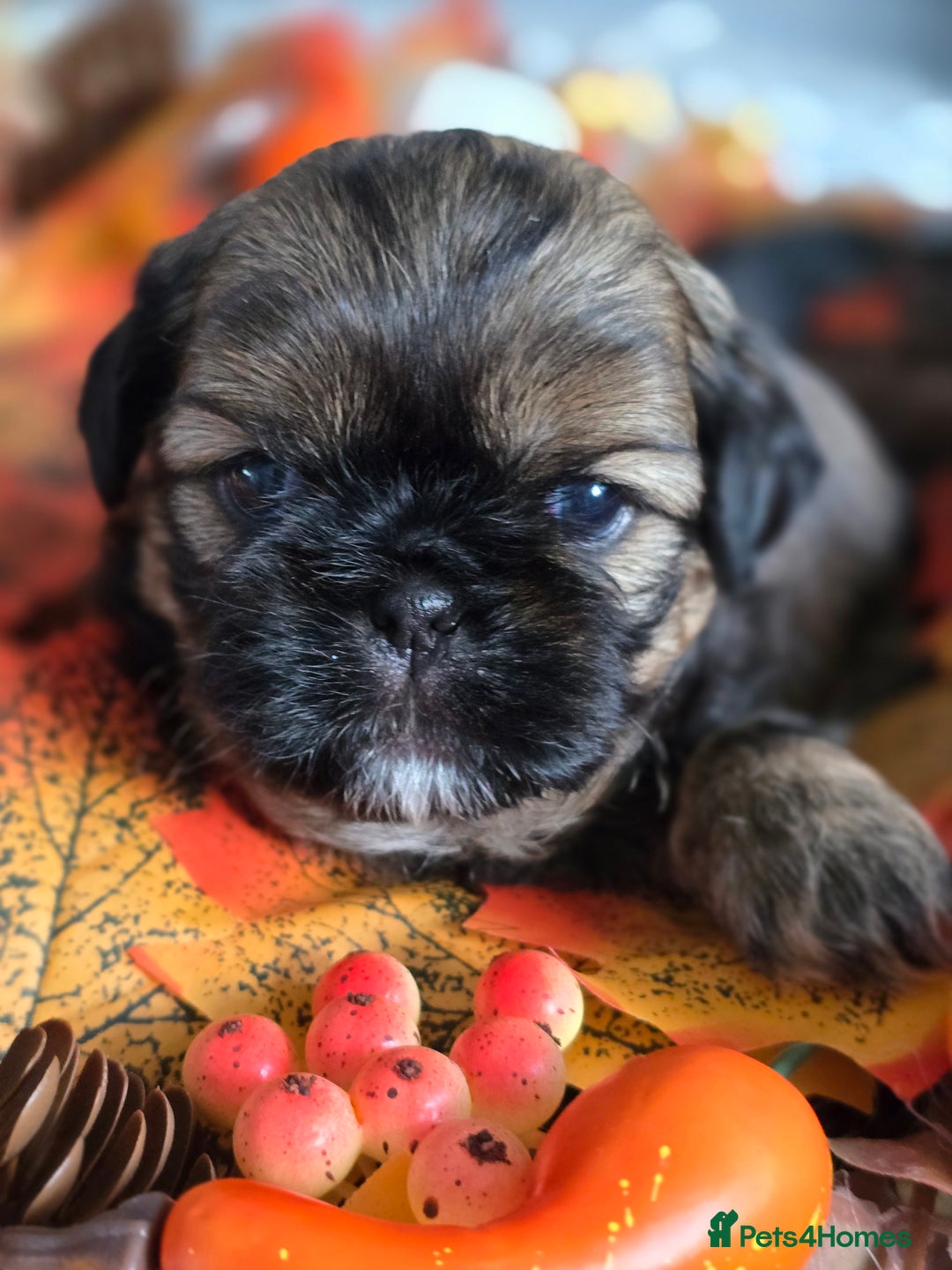 Shih Tzu dogs for sale: Shih tzu puppies - Image 4