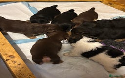 Jack Russell dogs for sale: Trad.working family short legged Jack Russell  - Advert 25