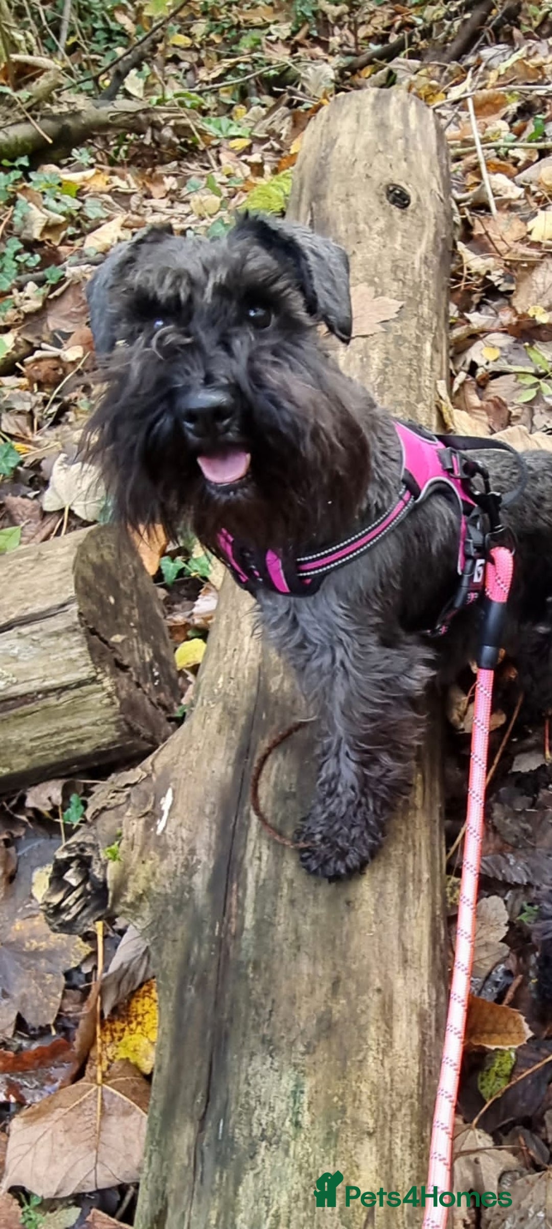 Miniature Schnauzer dogs for sale: Outstanding Miniature Schnauzer Puppies  - Advert 15