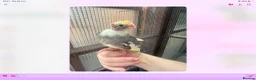 Cockatiels birds for sale: Baby cocktails for sale - Advert 10