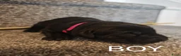 Labrador Retriever dogs for sale: KC registered Labrador retrievers in Bordon - Advert 4
