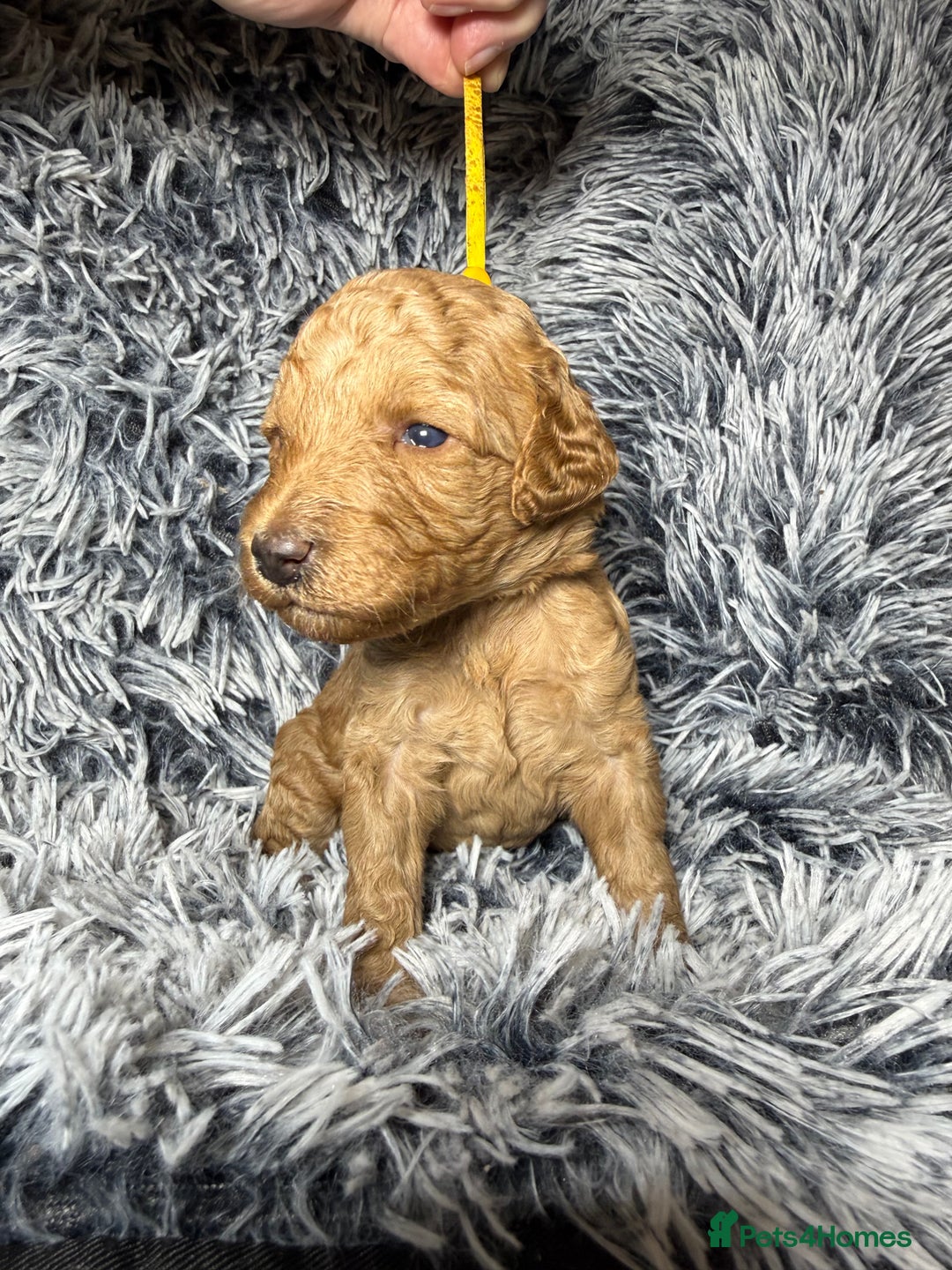 Labradoodle dogs for sale: Exceptional F1BB Labradoodle Puppies - Home Raised - Advert 10