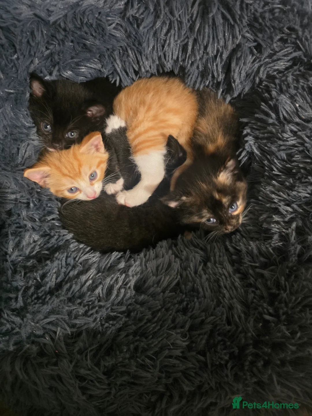 Mixed Breed cats for sale: Adorable Kittens (tri colour/ginger/tuxedo) Ready in Sheffield - Advert 10