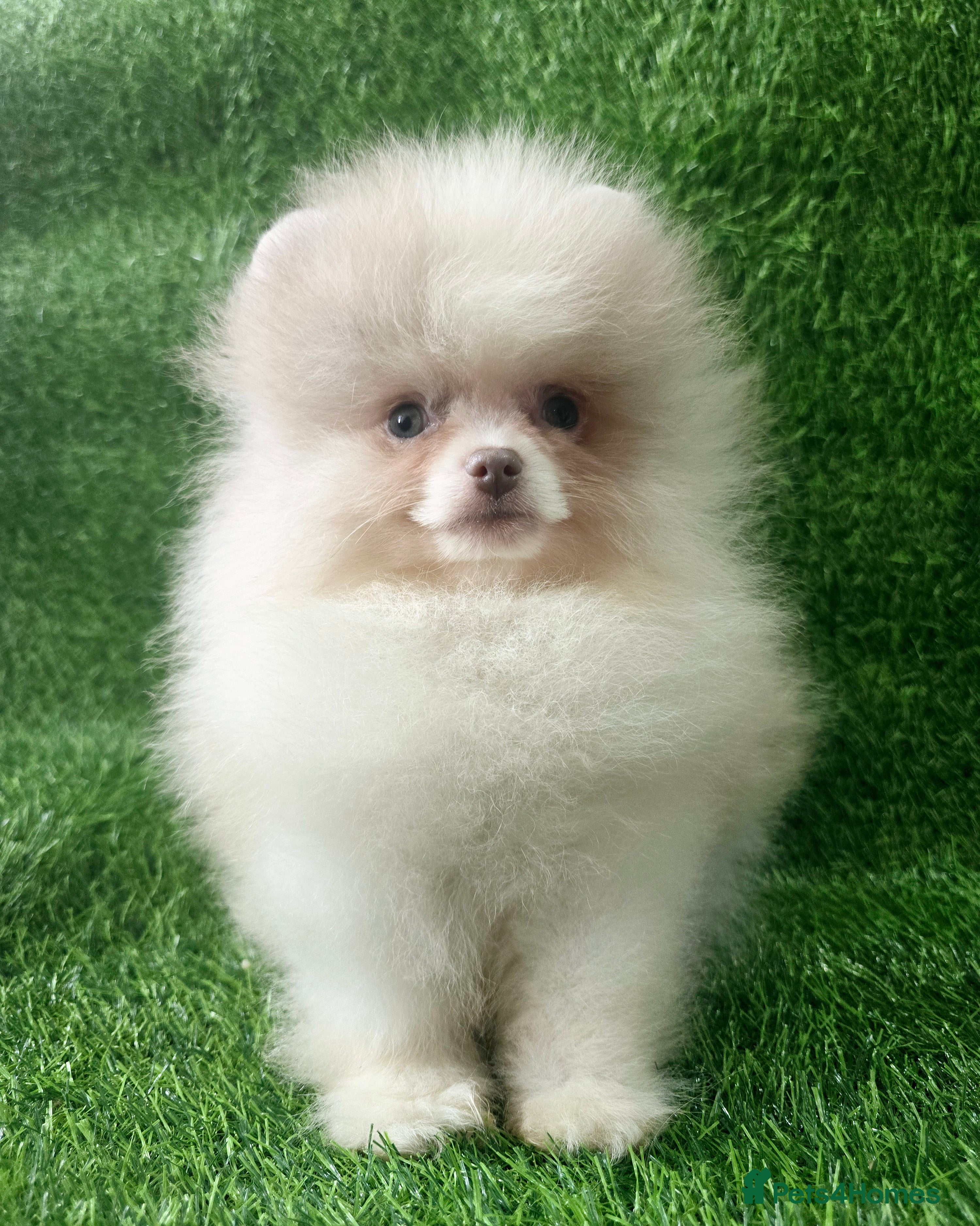 Pomeranian dogs 8 WEEKS OLD Lavender Lilac Chocolate merles💜 - Advert 19