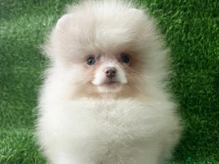 Pomeranian dogs 8 WEEKS OLD Lavender Lilac Chocolate merles💜 - Advert 3