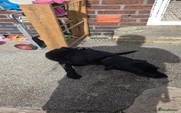 Labrador Retriever dogs for sale: Luna Labrador retriever - Image 5