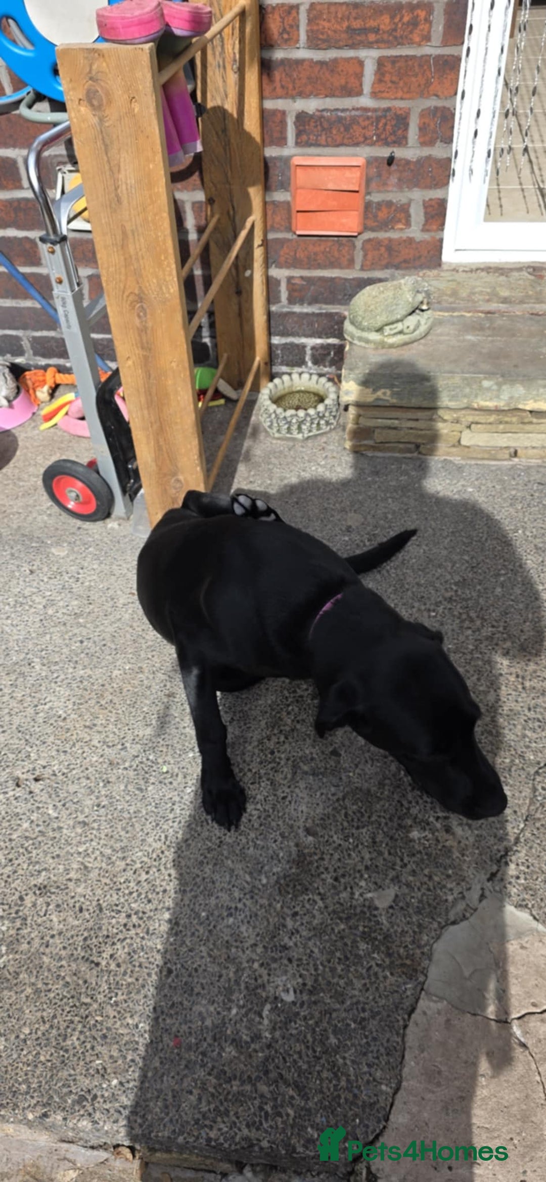 Labrador Retriever dogs for sale: Luna Labrador retriever - Image 5