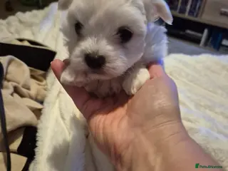 Maltese dogs Miniature Maltese - Advert 6