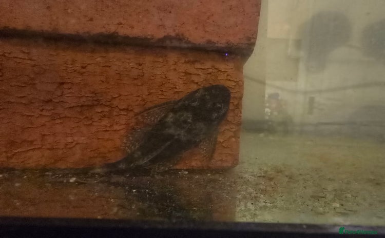 Plecos fish - Advert 13