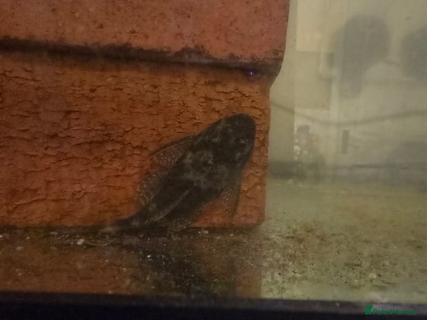 Plecos fish - Advert 13