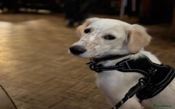 Mixed Breed dogs for adoption: Roo (Spaniel/Setter mix) - Image 8