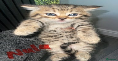 Persian cats - Advert 10