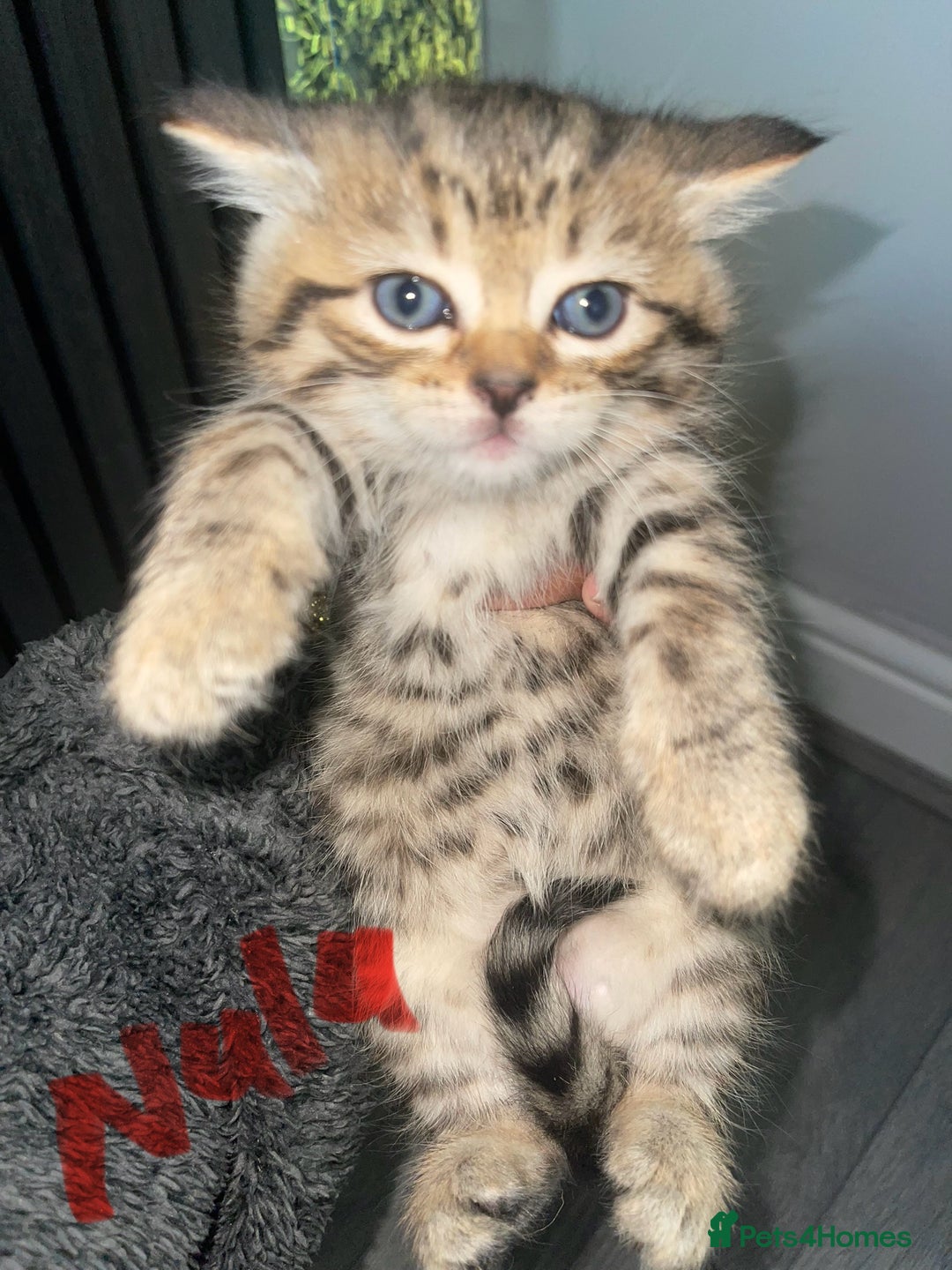 Persian cats for sale: Persian Kitten  - Image 2