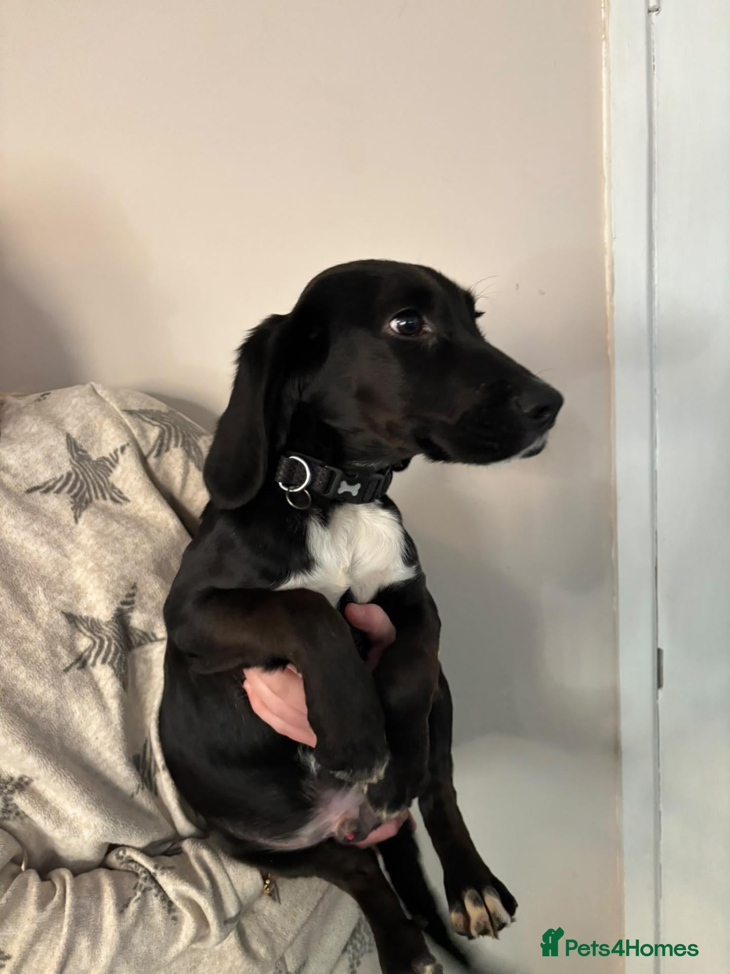 Bocker dogs for sale: Beagle x spaniel  - Advert 4