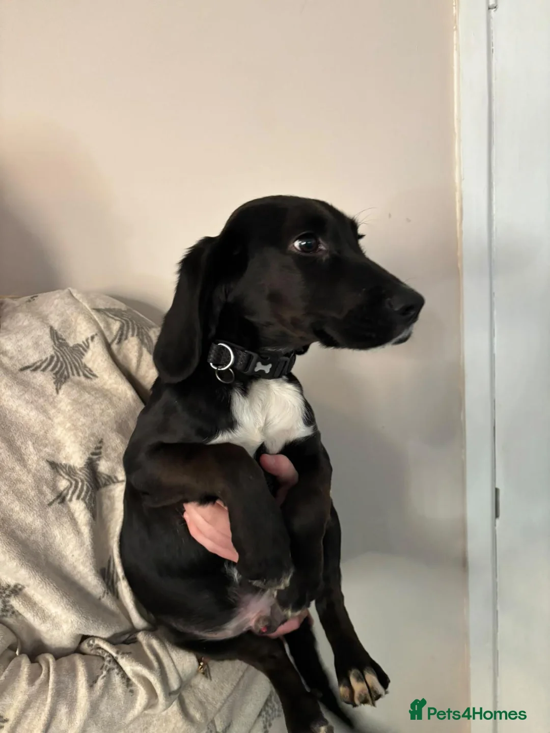 Bocker dogs for sale: Beagle x spaniel  - Advert 1