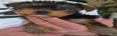 Yorkshire Terrier Puppy 4