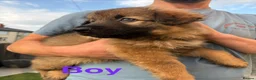 German Shepherd dogs for sale: Gorgeous Boy Puppies Looking for Forever Homes - Advert 2