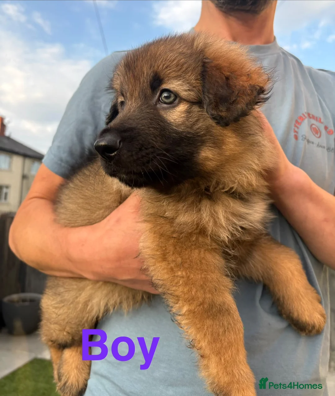 German Shepherd dogs for sale: Gorgeous Boy Puppies Looking for Forever Homes - Advert 2