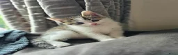 Mixed Breed cats for sale: Three beautiful kittens ready now in Stoke-on-Trent - Advert 11