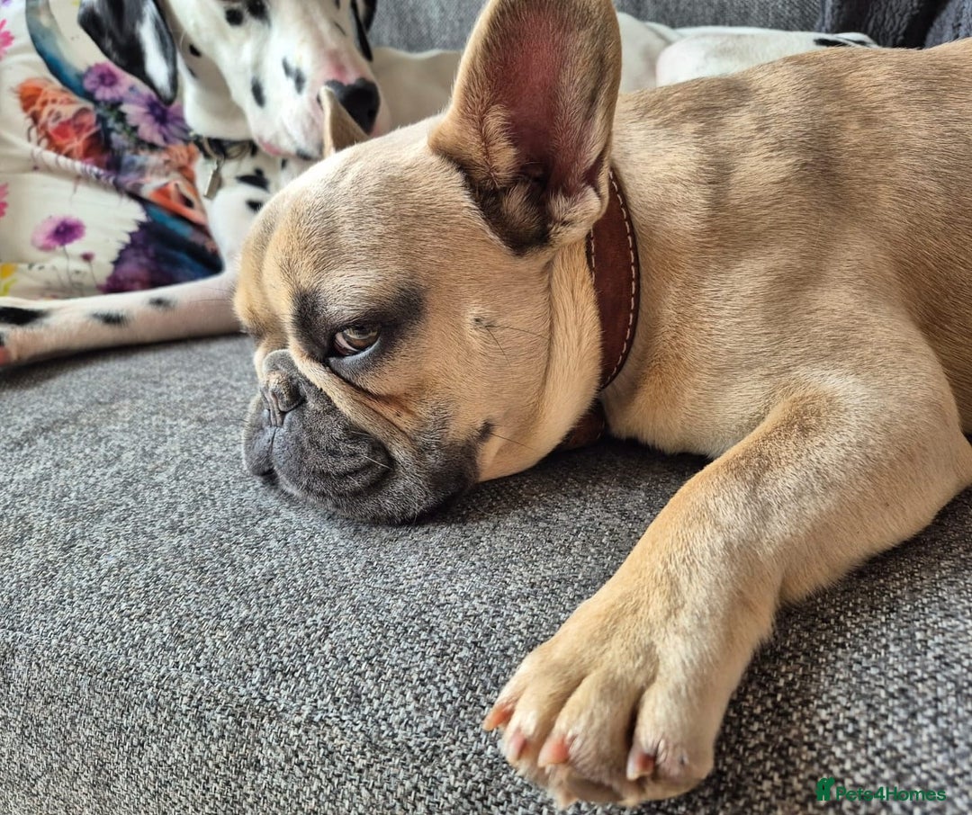 French Bulldog dogs for adoption: 💙 BISCUIT -sweet  11 months boy(neutered)💙 - Image 14