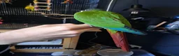 Conures birds for sale: Green cheek conure in Weymouth - Advert 2