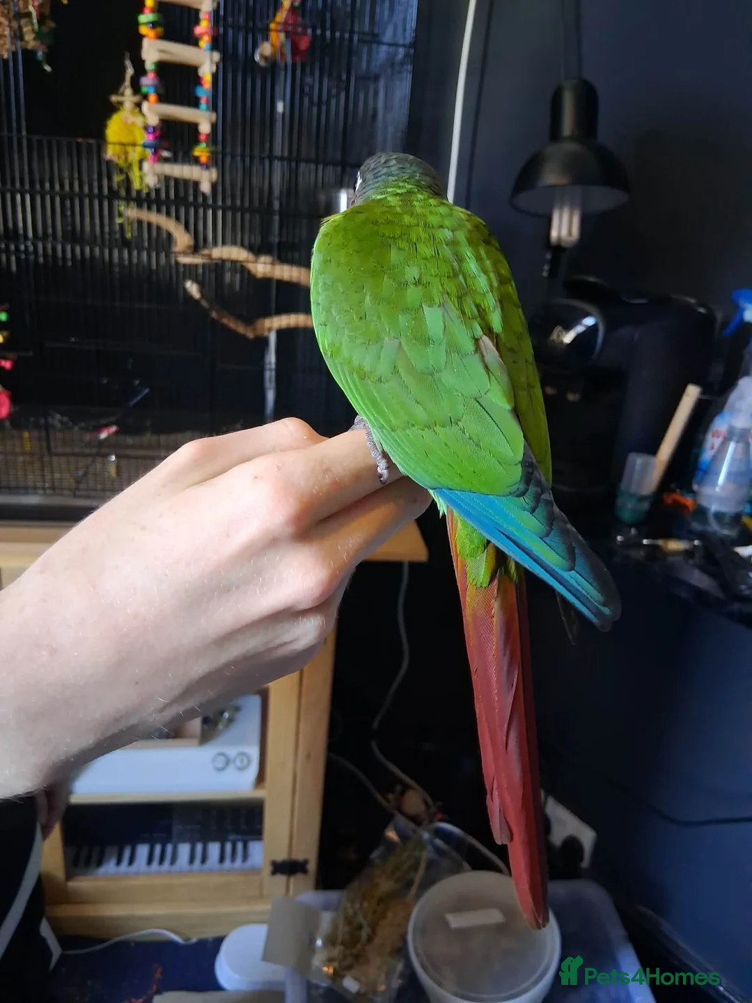 Conures birds for sale: Green cheek conure in Weymouth - Advert 2