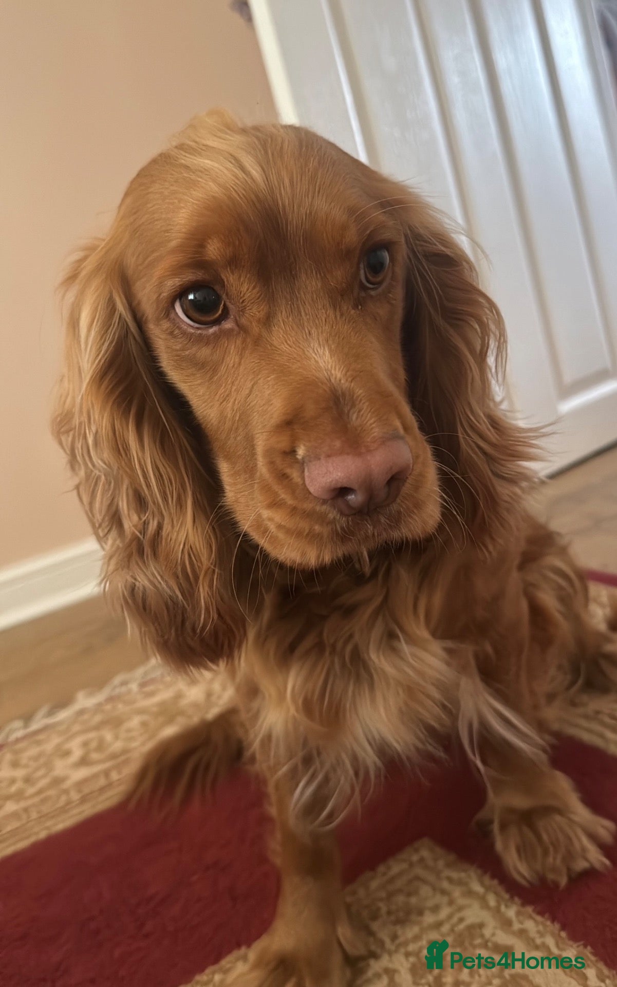 Cocker Spaniel dogs  KC Registered  Cocker Spaniel Puppies – Due Soon  - Advert 1